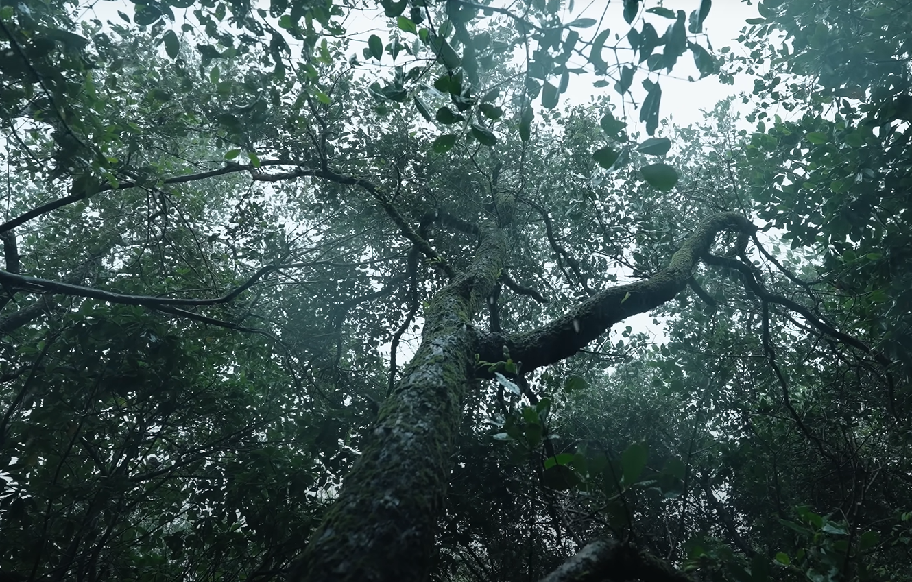 Himalaya Wellness – Mangrove Restoration Film